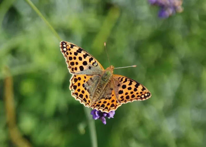 Mobile Im Mit Seezugang Nyaraló